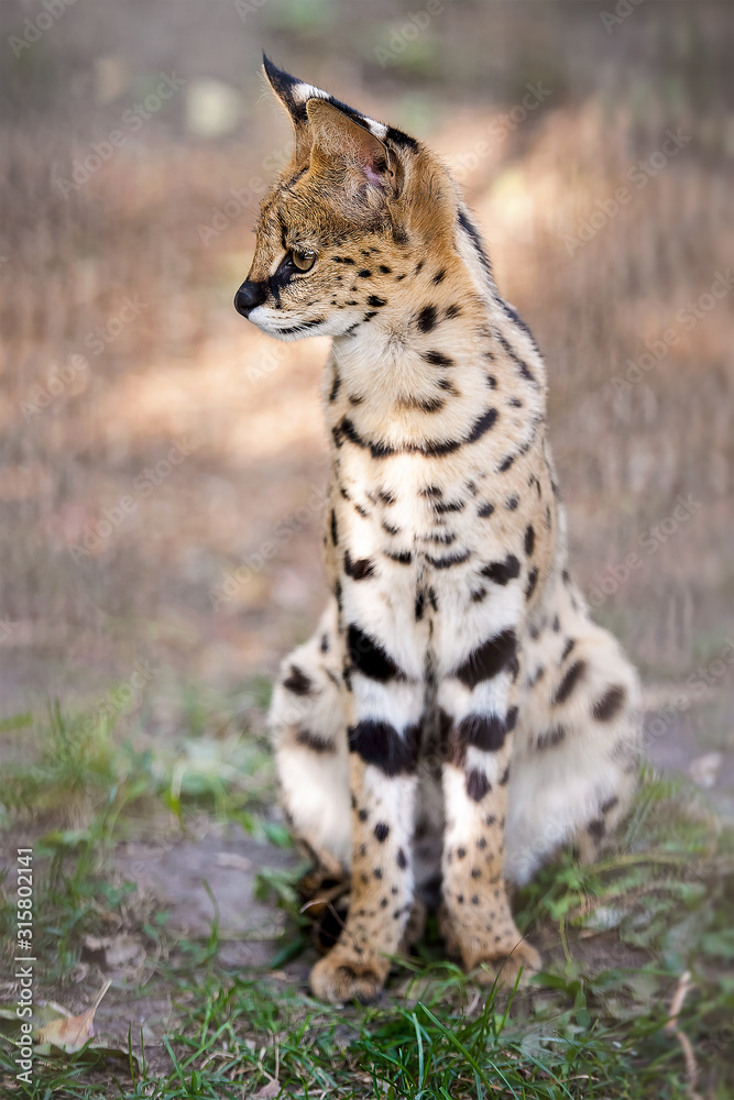 Fototapeta premium Leptailurus serval. A portrait of a serval sitting in the green grass. Wild cat native to Africa. Black dotted beige brown big wild cat. Blurry background