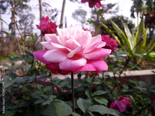 Beautiful Closeup pink rose