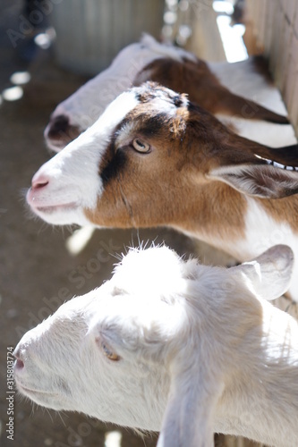 goats close up