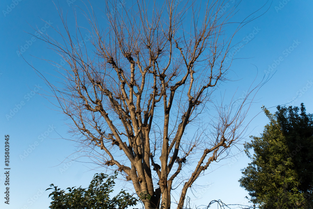 Fototapeta premium Large tree with fallen leaves