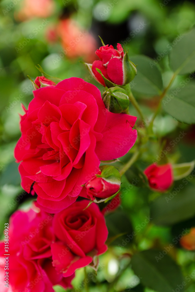 Blooming roses in the garden. selective focus. Shallow depth of field. Blooming roses in the garden. selective focus. Shallow depth of field.