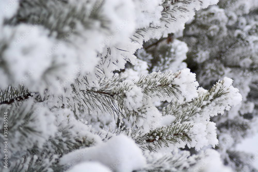Winter background of pine branches covered with snow close up. Selective focus