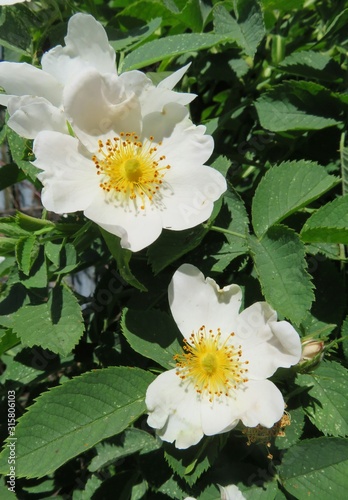 Jasmine flowers blooming in the garden in spring, closeup photo