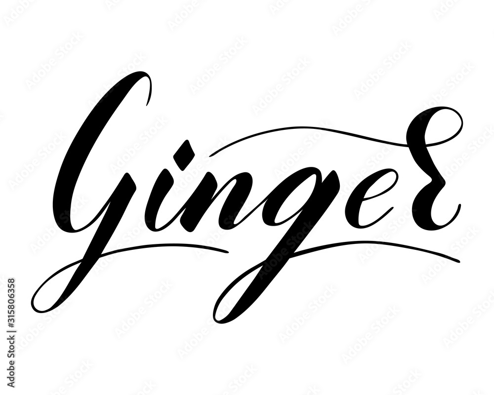 Vector hand written ginger text isolated on white background. Kitchen healthy herbs and spices for cooking. Script brushpen lettering with flourishes. Handwriting for banner, poster, product label