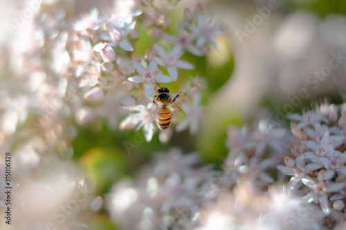 Beautiful blossom flowers and bee, close up. Spring is coming concept