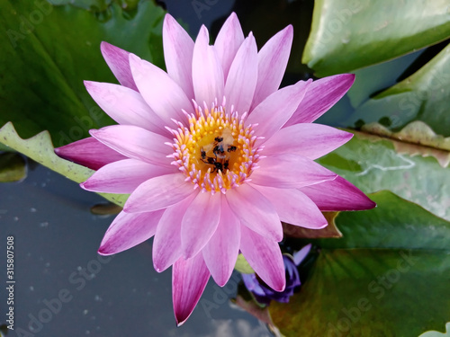 pink lotus