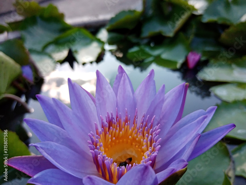 lotus in pond