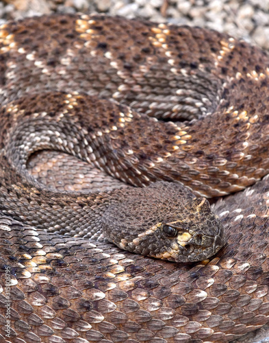 Mojave rattlesnake also known as Mojave Green, coiled with closeup of face, found in the Sonoran Desert Arizona and Mexico