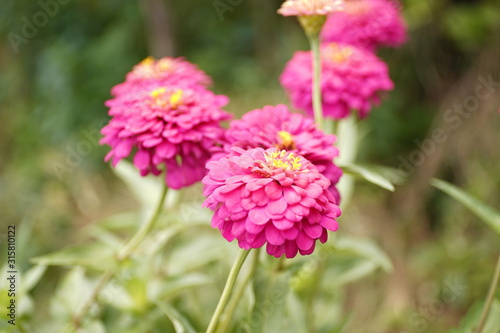 Bann Chuen (Scientific name: Zinnia violacea Cav.) Is a single leaf herbaceous plant with a bouquet of red, pink, orange, purple as an ornamental plant.