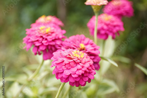 Bann Chuen (Scientific name: Zinnia violacea Cav.) Is a single leaf herbaceous plant with a bouquet of red, pink, orange, purple as an ornamental plant.