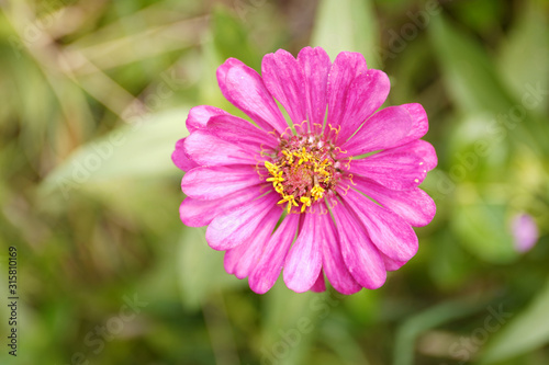 Bann Chuen  Scientific name  Zinnia violacea Cav.  Is a single leaf herbaceous plant with a bouquet of red  pink  orange  purple as an ornamental plant.