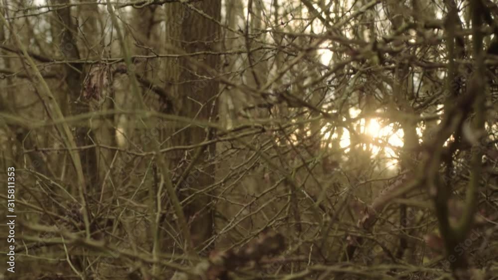 Sunset through winter woodland bare trees Sunset through winter woodland bare trees