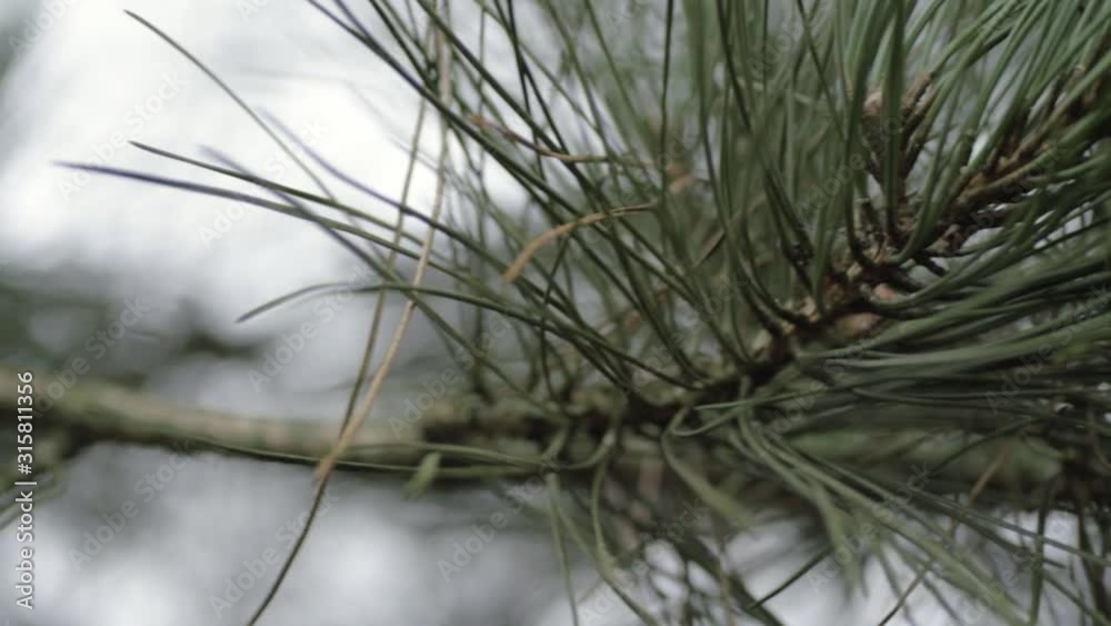 Pine tree needles on pine tree close up panning Pine tree needles on pine tree close up panning