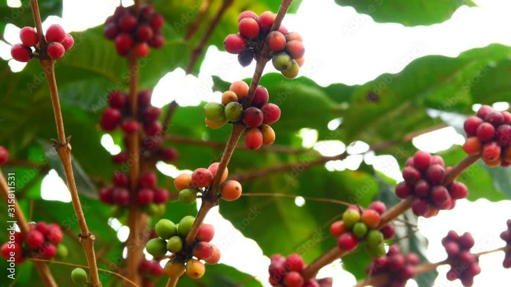 Coffee is an important economic crop in the world
