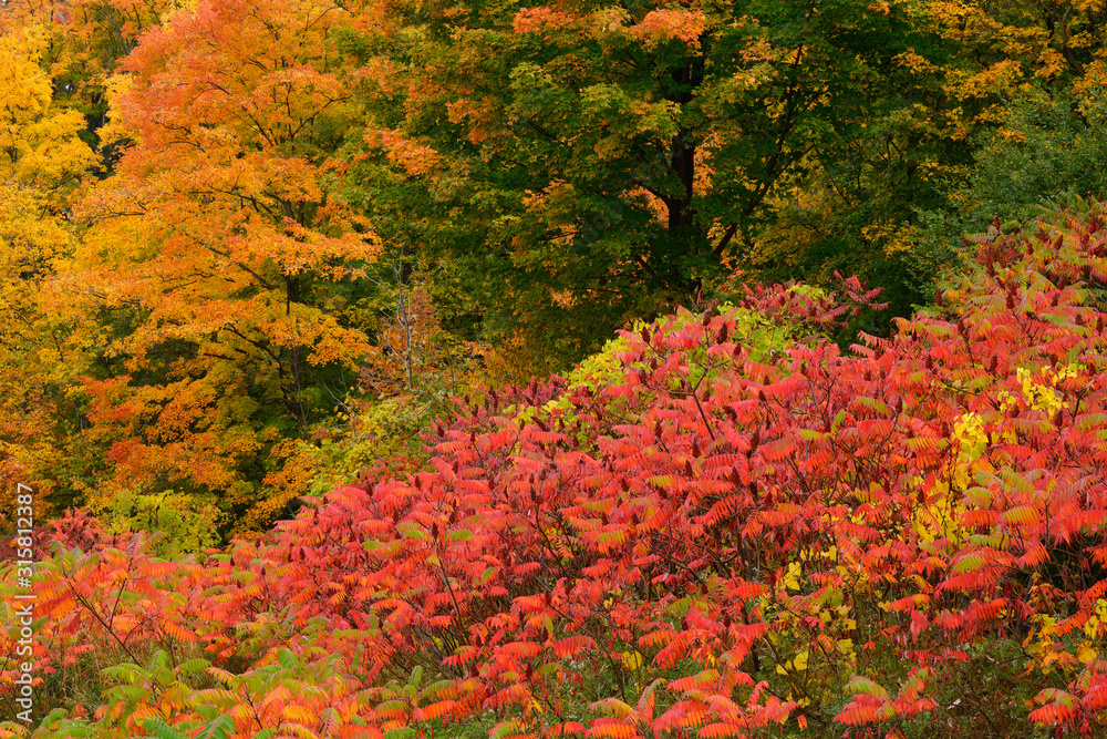 Glowing red leaves of Sumac and Maple trees in peak color in the Fall Glowing red leaves of Sumac and Maple trees in peak color in the Fall