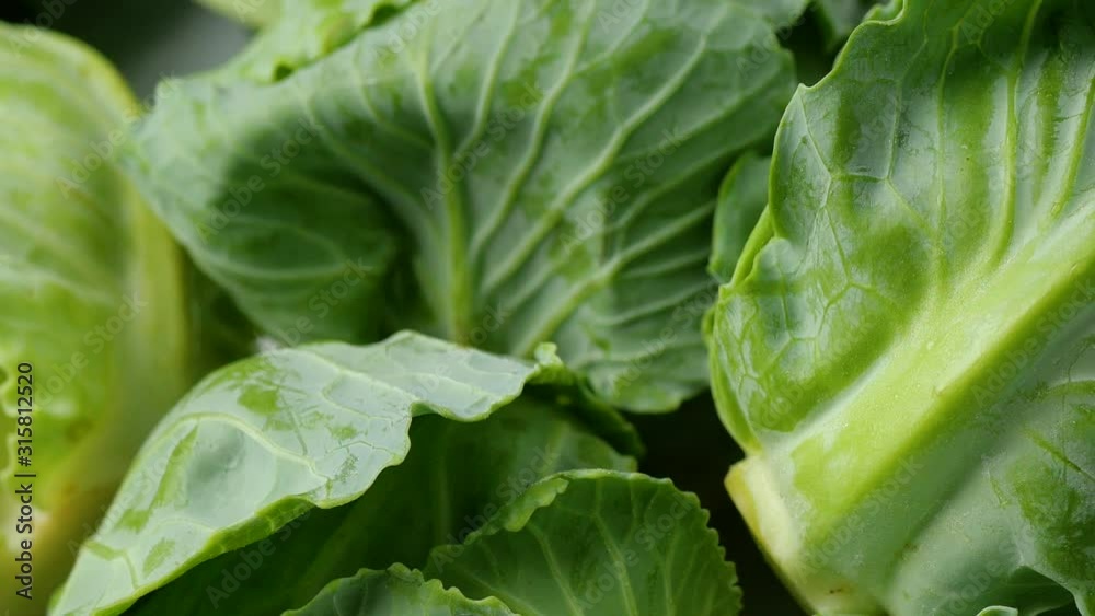 Green leafy vegetables are very beneficial to the body Green leafy vegetables are very beneficial to the body
