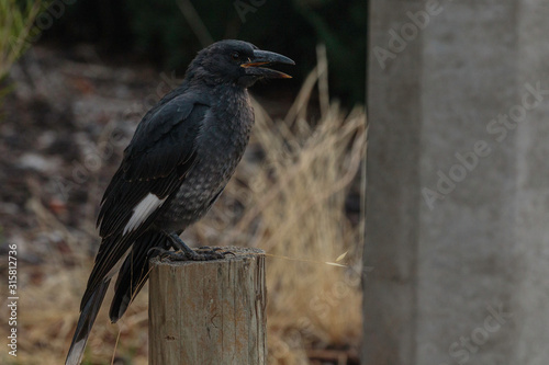 Pied Currawong juvenile on a post