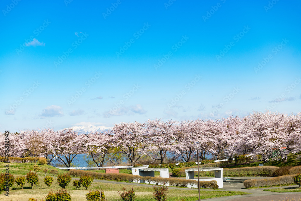 長沼フートピア公園満開の桜並木と栗駒山