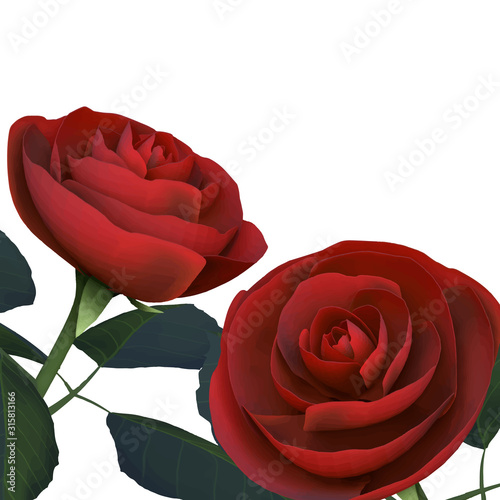 薔薇　正方形