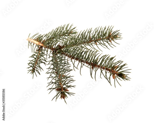 Christmas tree branch isolated on white background