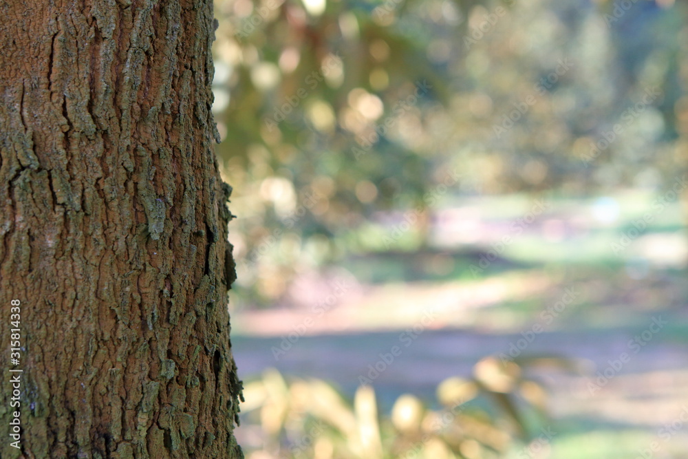 Obraz premium close up foreground tree in the garden