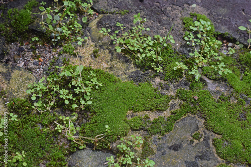 moss on stone wall © adehan