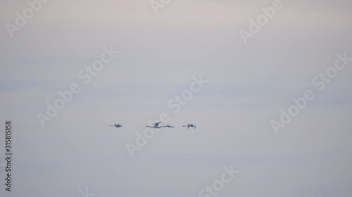 Migrating Tundra Swans over-wintering at Lake Mattamuskeet in Swan Quarter, North Carolina photo