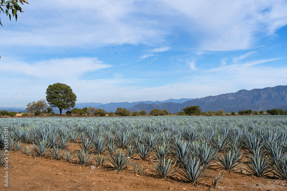Paisaje de agave en el campo de Tequila Jalisco. Paisaje de agave en el campo de Tequila Jalisco.