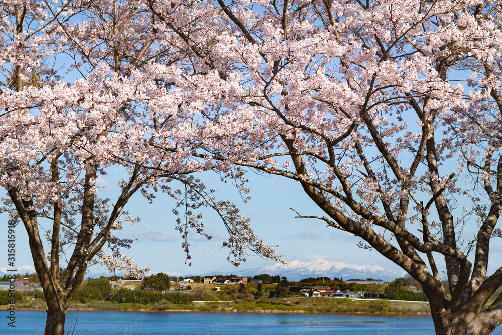 長沼フートピア公園満開の桜並木と栗駒山 長沼フートピア公園満開の桜並木と栗駒山