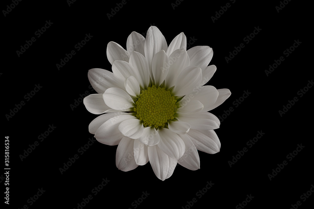 Single White Spray Chrysanthemum Isolated on Black Background 