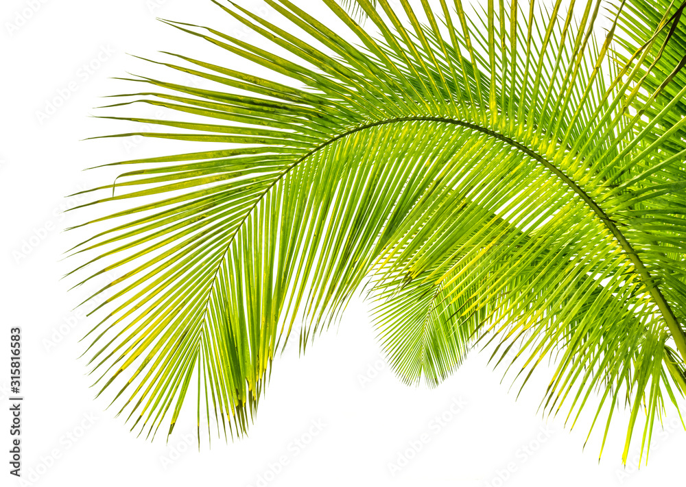Obraz premium palm leaves on white background