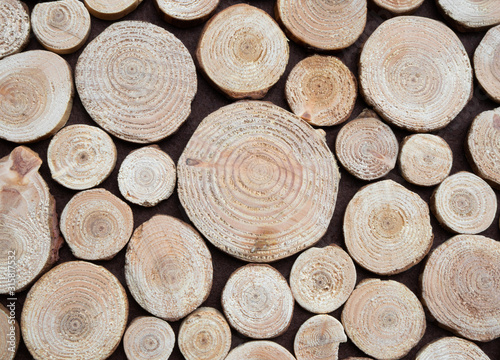 Tree ring pattern. Top view close up. Many slices of different tree rings.  Wood texture. 