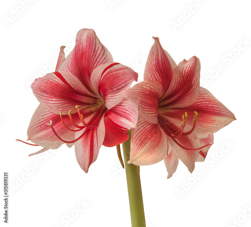 Flower Hippeastrum  amaryllis  Galaxy Group  Gervase  on a white background isolated.