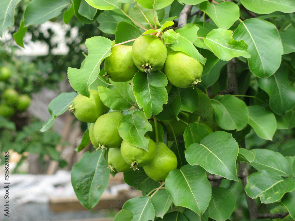 Pear tree branch with unripe green fruites on it during summer season. Many unripe pears on tree branch in orchard. Background with pears. Pear tree branch with unripe green fruites on it during summer season. Many unripe pears on tree branch in orchard. Background with pears.