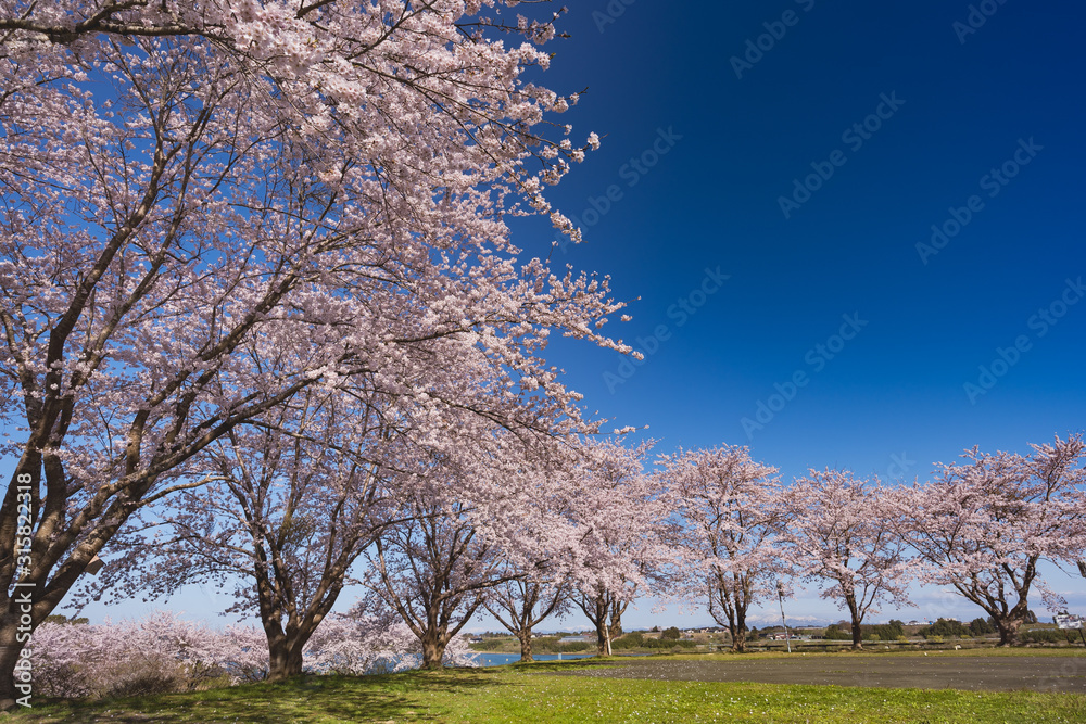 長沼フートピア公園満開の桜