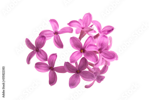 lilac flower closeup isolated