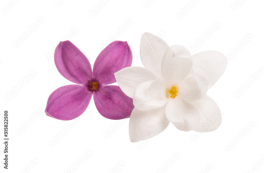 lilac flower closeup isolated
