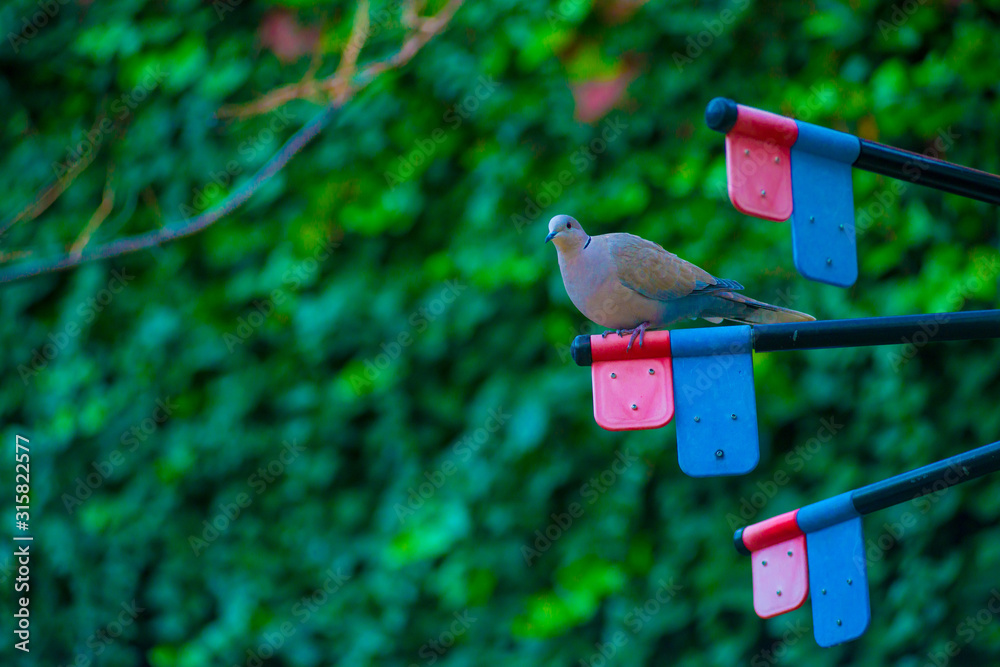 Pigeon in the Tourists destination Barcelona, Spain. Barcelona is known as an Artistic city located in the east coast of Spain.. Pigeon in the Tourists destination Barcelona, Spain. Barcelona is known as an Artistic city located in the east coast of Spain..