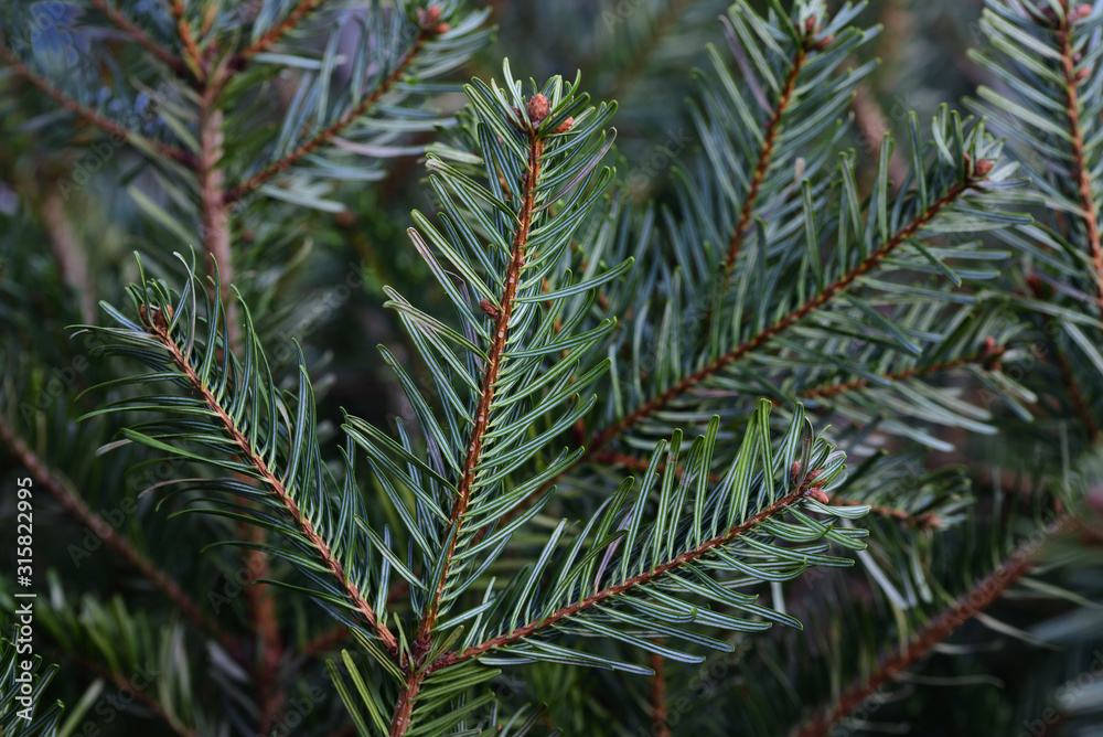 Close up of green branches of a conifer with needles photographed from below, as a background