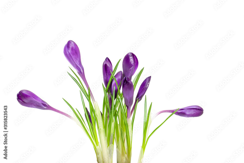Spring Crocus flowers isolated on white background, springtime Spring Crocus flowers isolated on white background, springtime