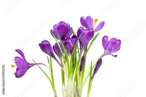 Crocus isolated on white background. Spring flowers bouquet