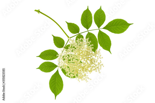 Black elder flower and elderberry leaf isolated on white background, medicinal plant for alternative medicine