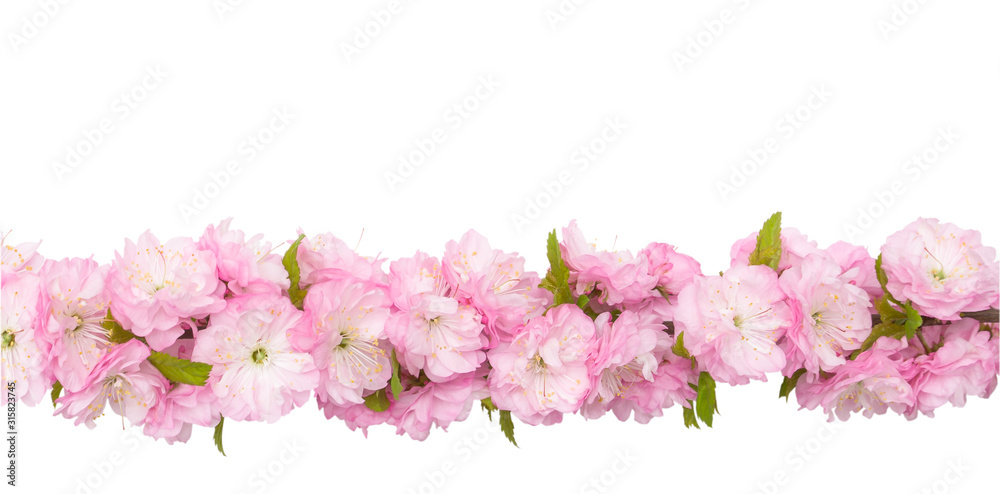 Isolated spring flowers. Pink almond flowers on  branch with green leaves isolated on white background with clipping path. Horizontal, close up