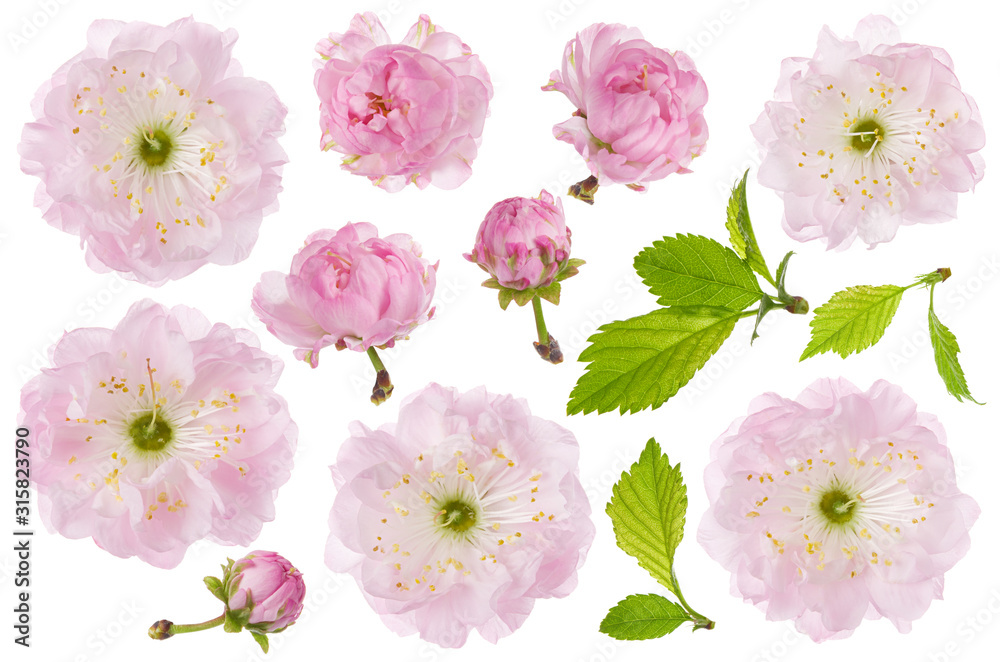 Obraz Kwiat migdałowy na białym tle. Zestaw wiosennych różowych kwiatów migdałowych, pączków i zielonych liści na białym tle, zbliżenie