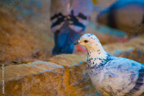 Pigeon in the Tourists destination Barcelona, Spain. Barcelona is known as an Artistic city located in the east coast of Spain.. photo