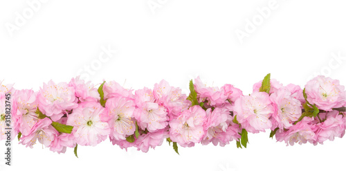 Isolated spring flowers. Pink almond flowers on  branch with green leaves isolated on white background with clipping path. Horizontal  close up