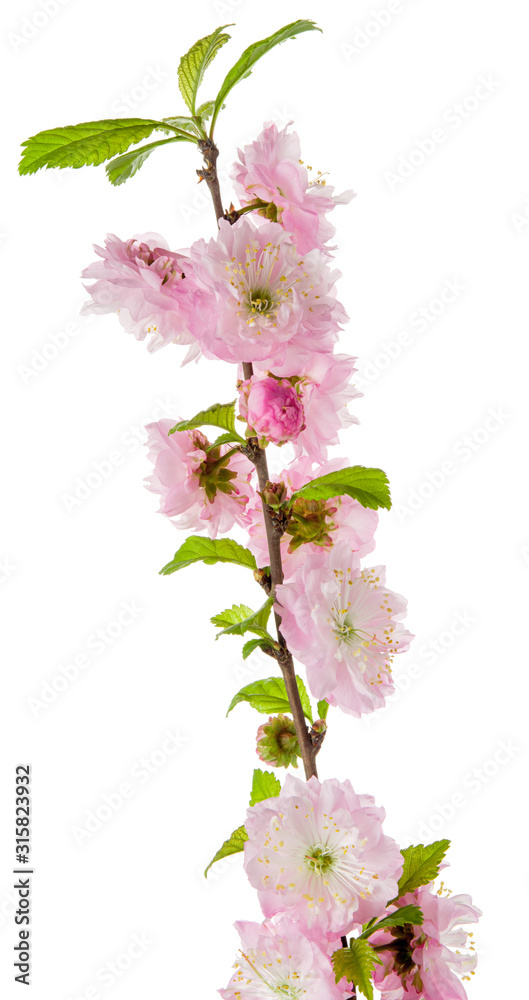 Obraz Pink spring flower blossom almond tree on branch with green leaves isolated on white background