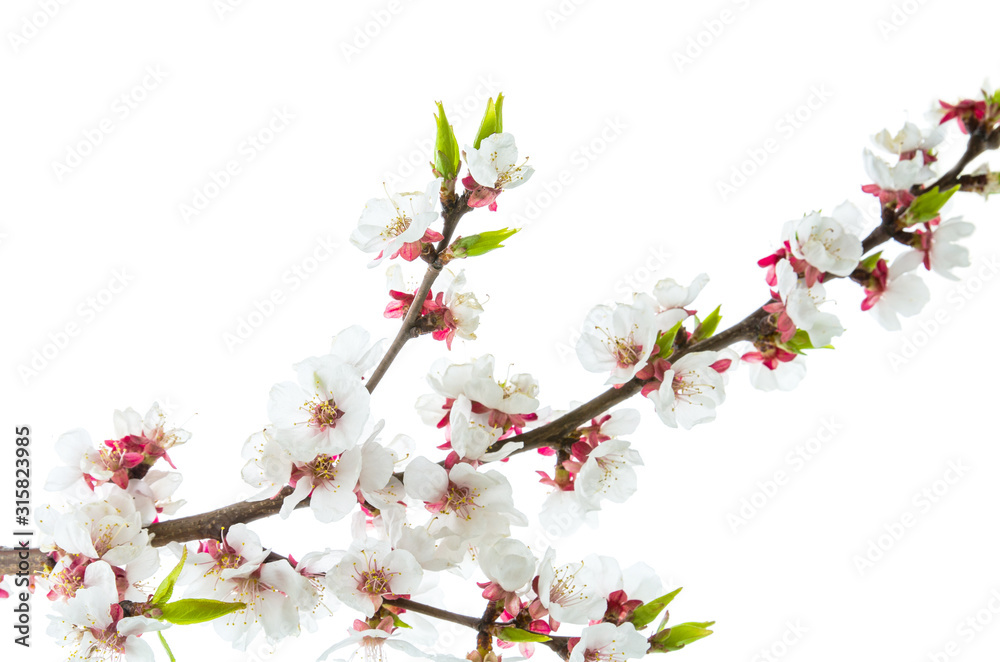 Blooming cherry or apricot branch with pink spring flowers and Bud isolated on white background