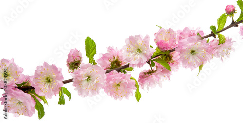 Spring pink flowers almond tree in bloom on branch with green leaves isolated on white background