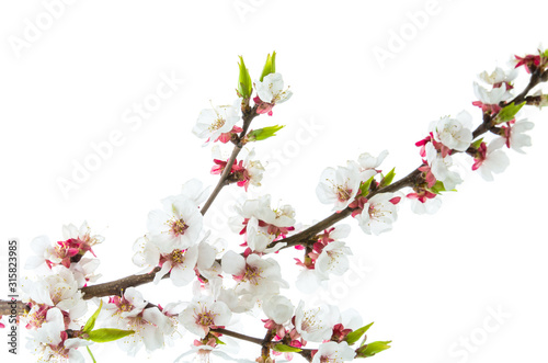 Blooming cherry or apricot branch with pink spring flowers and Bud isolated on white background © OlgaKot20